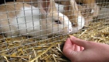 Rabbit and cat enclosures constructed with stainless steel mesh
