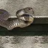 The,Brown,Rat,(rattus,Norvegicus),Is,The,Dominant,Rat,In Snake