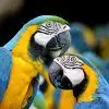stainless steel animal mesh product 1 Exotic birds kept safe behind steel mesh