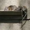 The,Brown,Rat,(rattus,Norvegicus),Is,The,Dominant,Rat,In Rats in the house