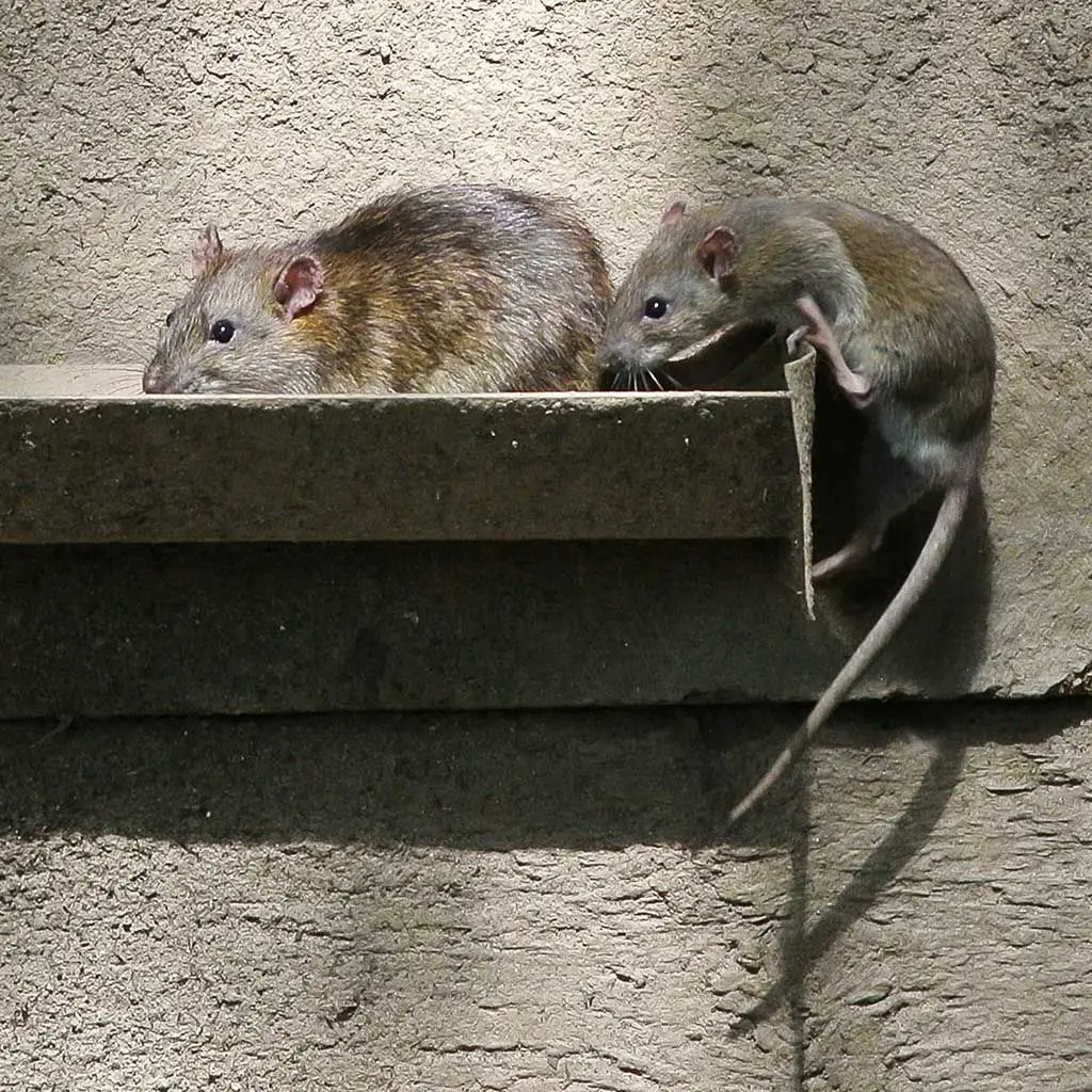 The,Brown,Rat,(rattus,Norvegicus),Is,The,Dominant,Rat,In Rats in the house