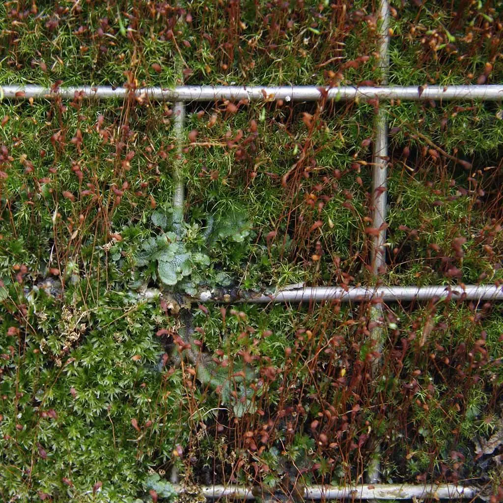 stainless steel environmental mesh green wall mesh 2 stainless steel environmental mesh green wall mesh