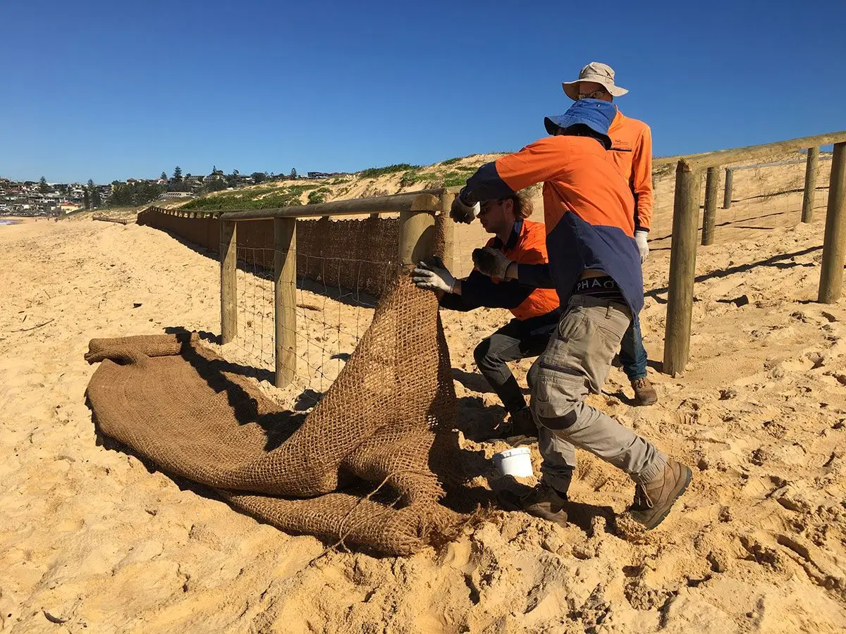 Coastal Dune Restoration