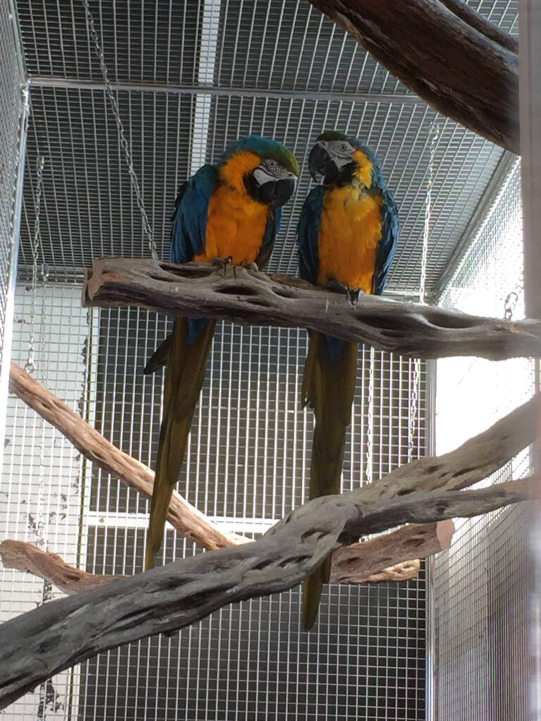 Two colorful parrots perched on branch inside aviary mesh cage