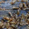 Termites